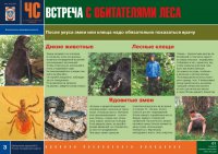 Комплект плакатов «В незнакомом лесу»
